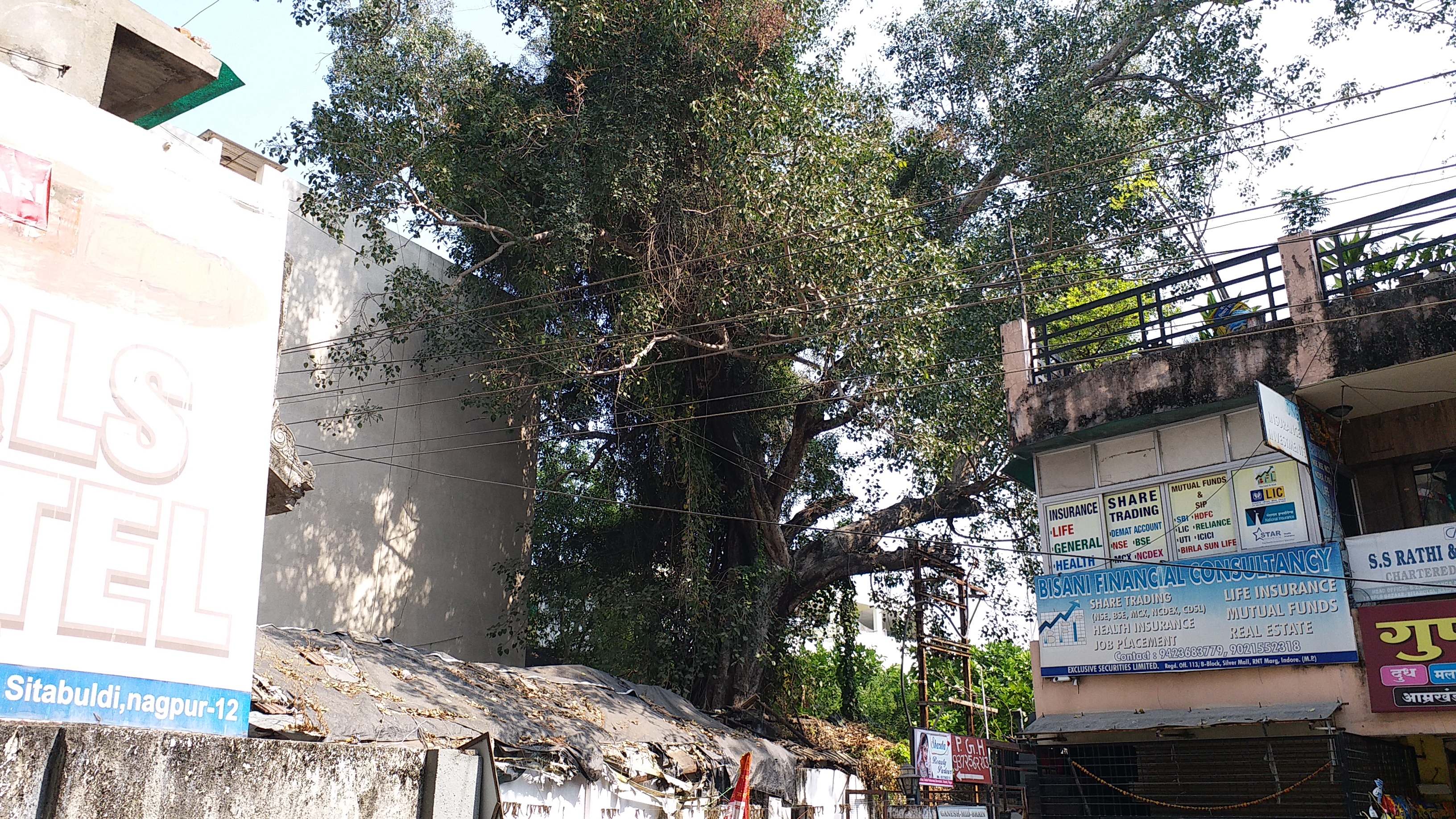 208 year old pipal tree in Nagpur