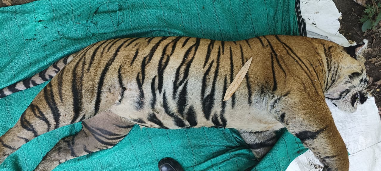 Tiger Death