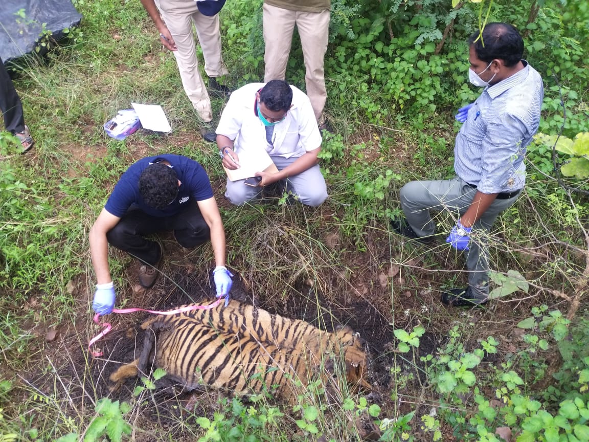 tiger death in pavani karhadla abhayarany at nagpur