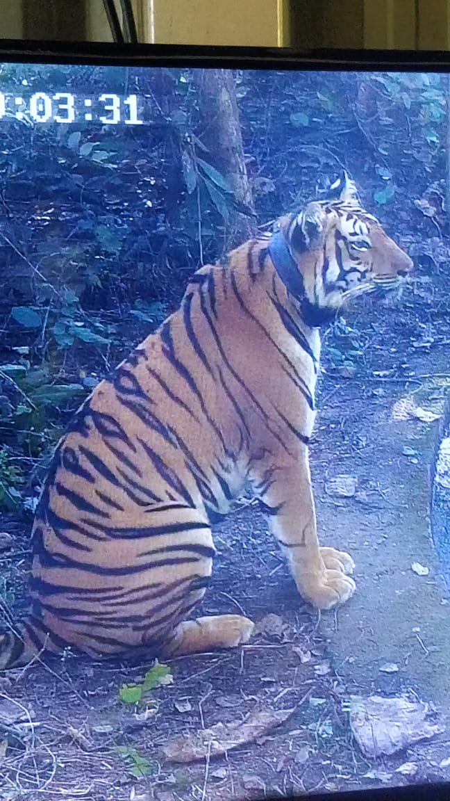 tigress Avni's Offspring died during treatment