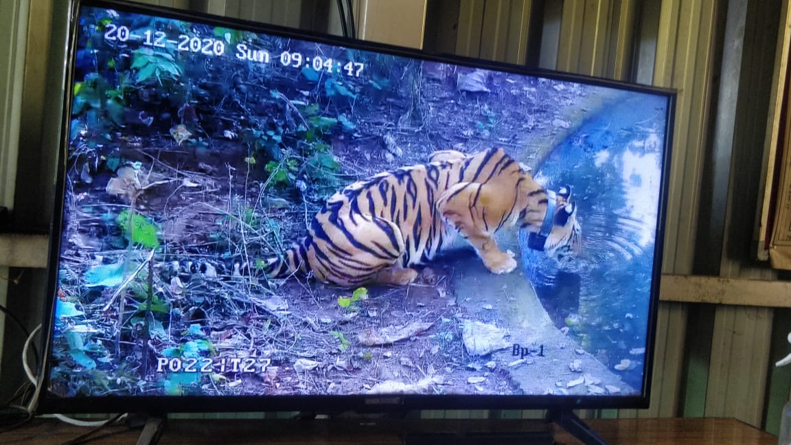 tigress Avni's Offspring died during treatment