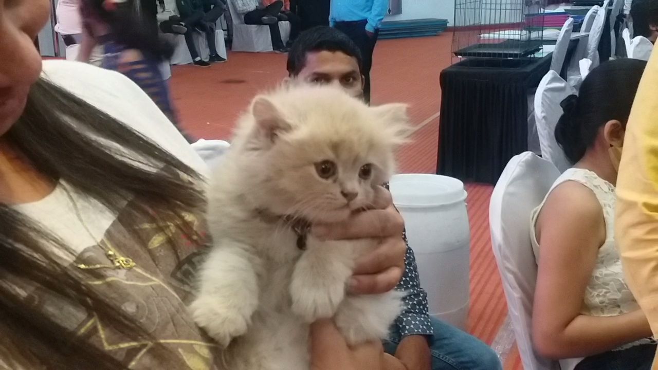 Cat Show in Nagpur