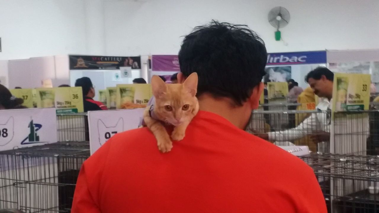 Cat Show in Nagpur