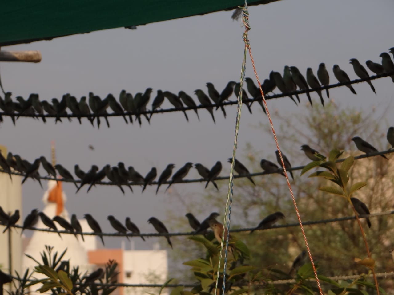 Mini Bird Sanctuary In Nagpur