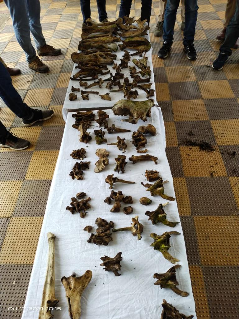 tiger's bones seized