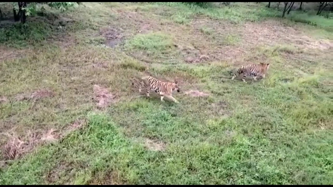 सफारी दरम्यान वाघाचे दर्शन