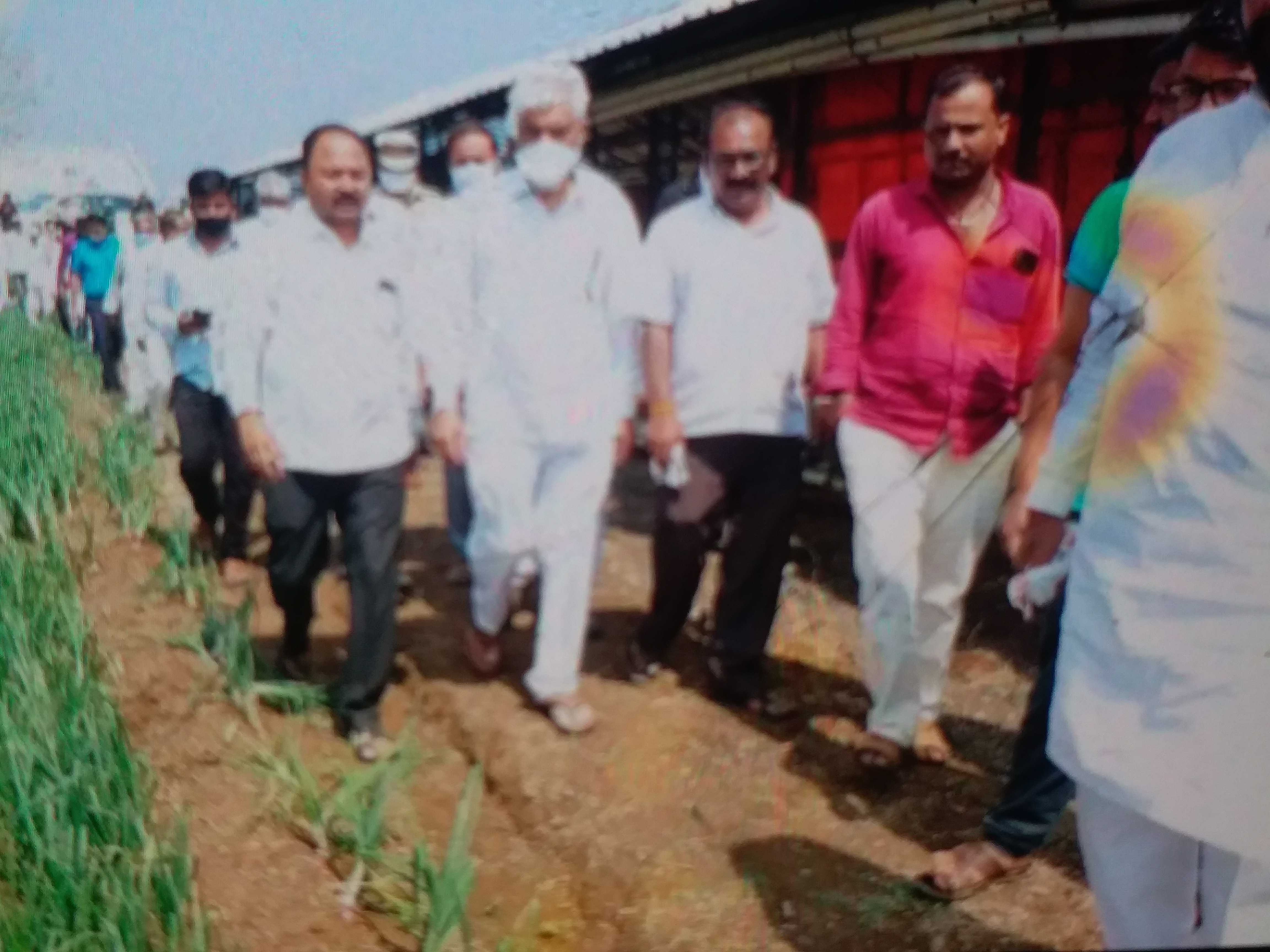 crop lossed due to untimely rain in nashik