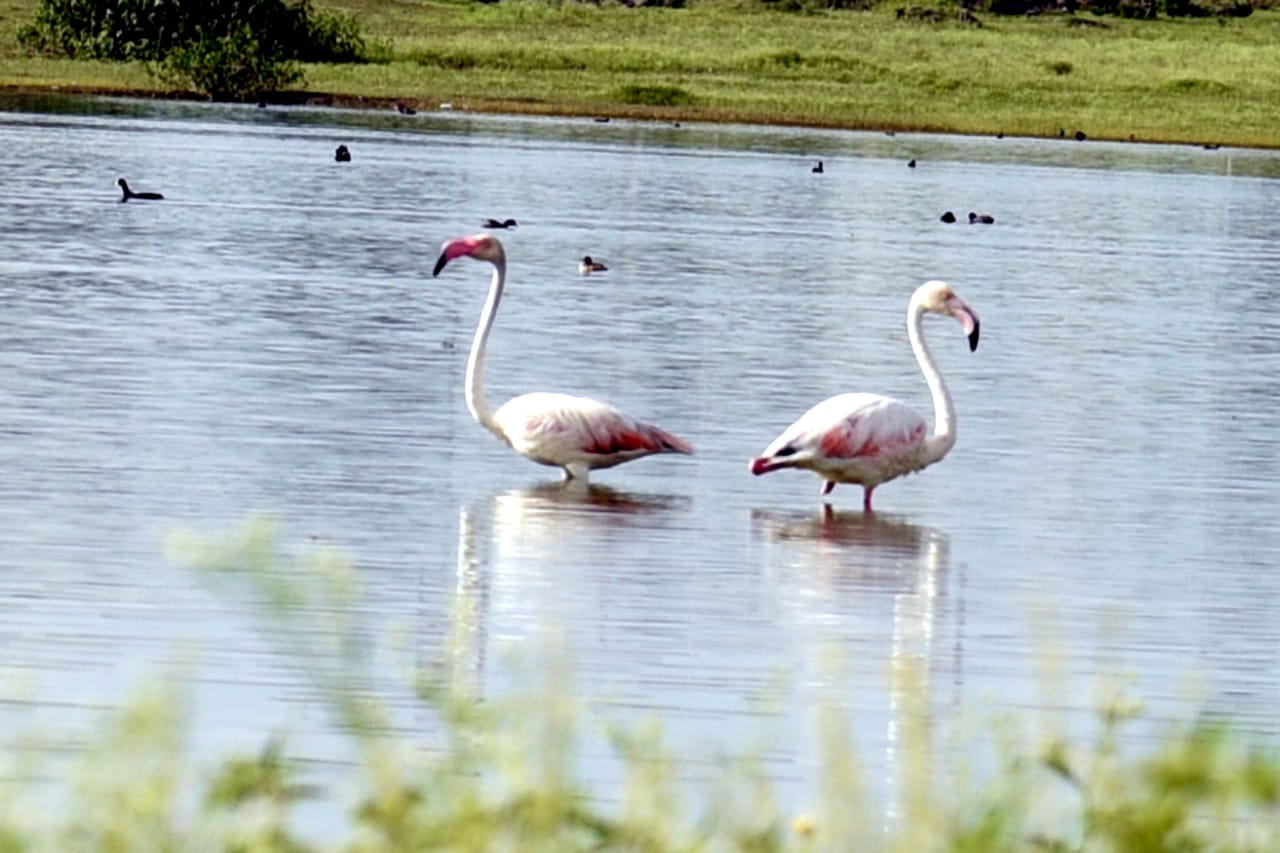 flamingos in maharashtra