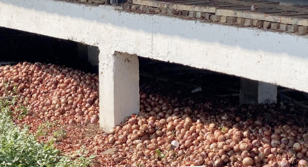 onion rotted in Nafed godown in Nashik Due to return rains