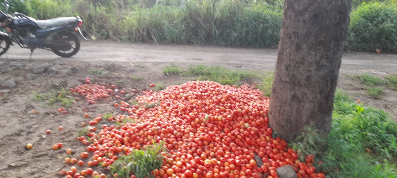 टोमॅटोचे भाव कोसळले, रस्त्यावर टोमॅटोचा चिखल