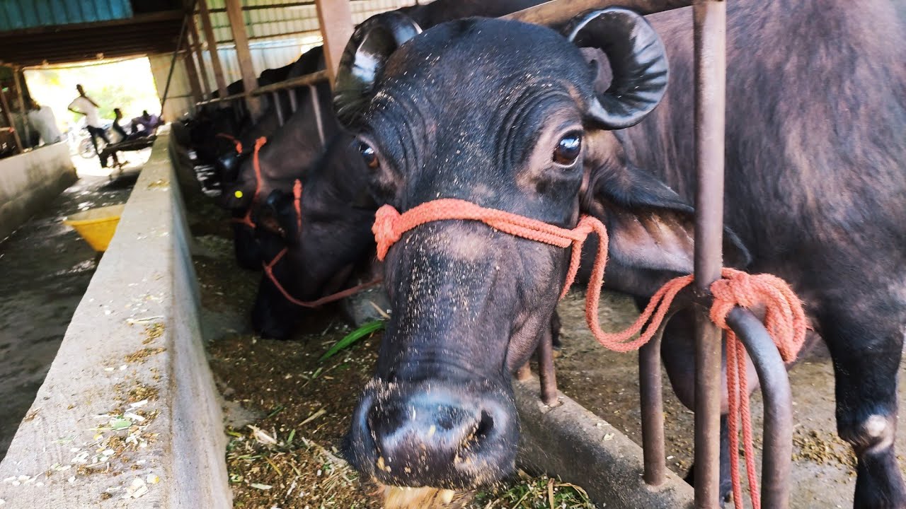 Prices of Leafy Vegetables Collapse in Nashik Market; Vegetables are Cheaper Than Animal Fodder