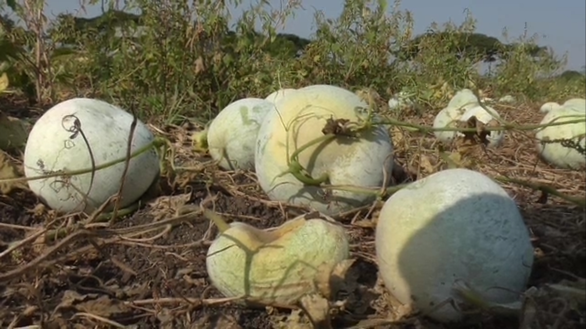 pumkin agriculture in osmanabad