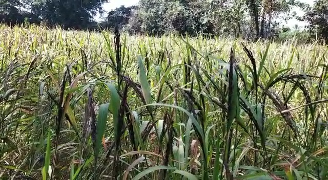 black rice in palghar