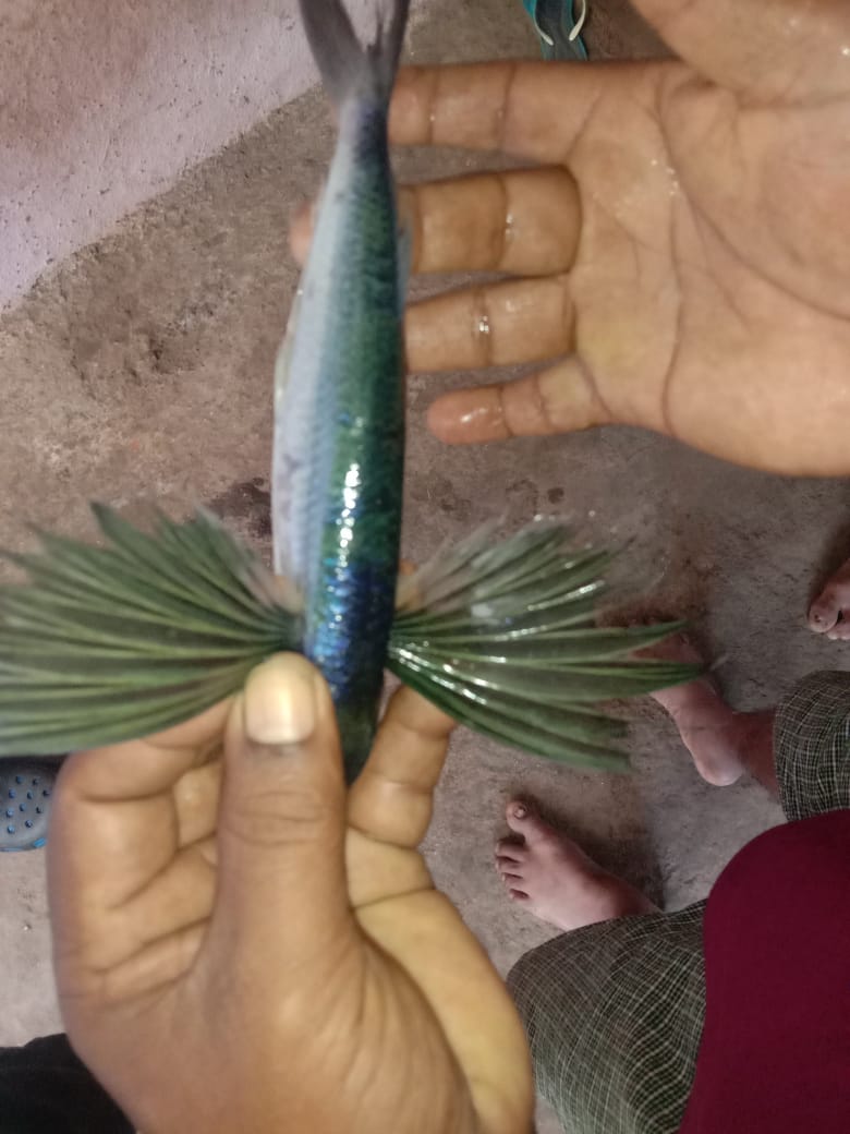 This fish is found in seas in tropical areas