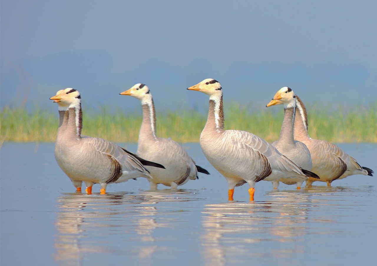 flamingos begun to the Ujani Reservoir