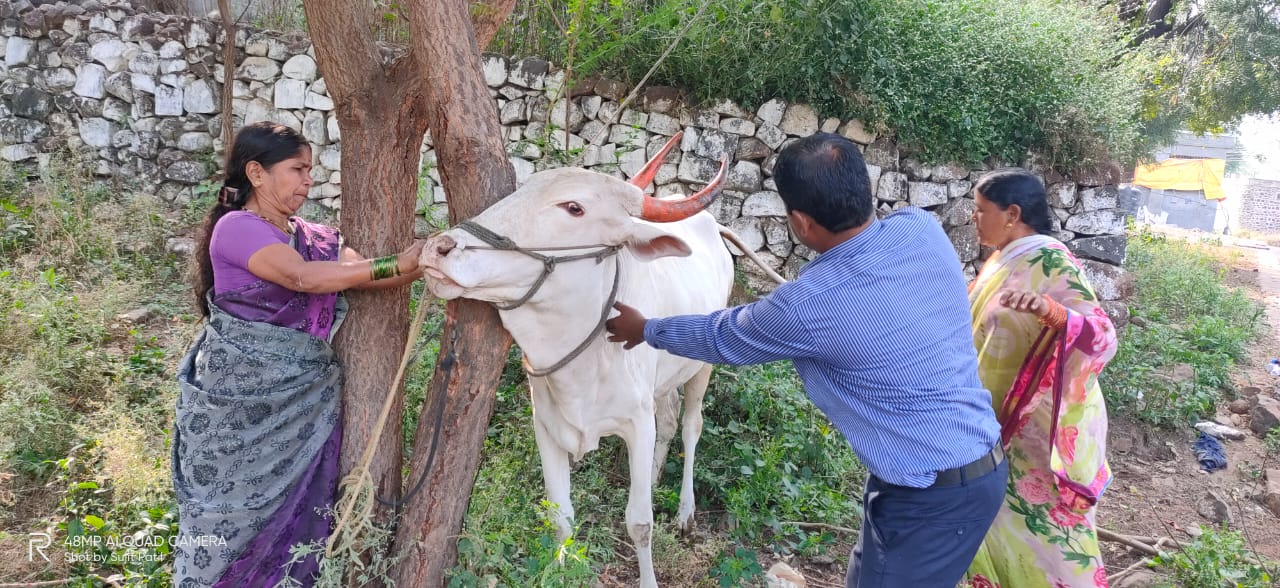 Vaccination of 53 thousand animals in Baramati taluka