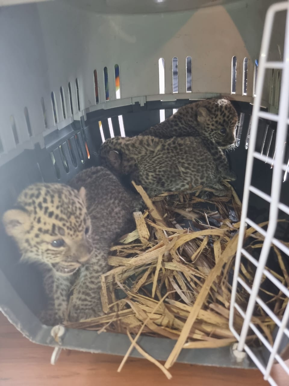 Three Leopard Cubs Rescued