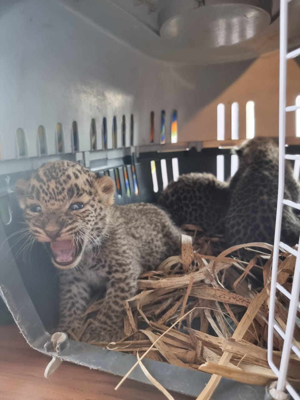 Three Leopard Cubs Rescued