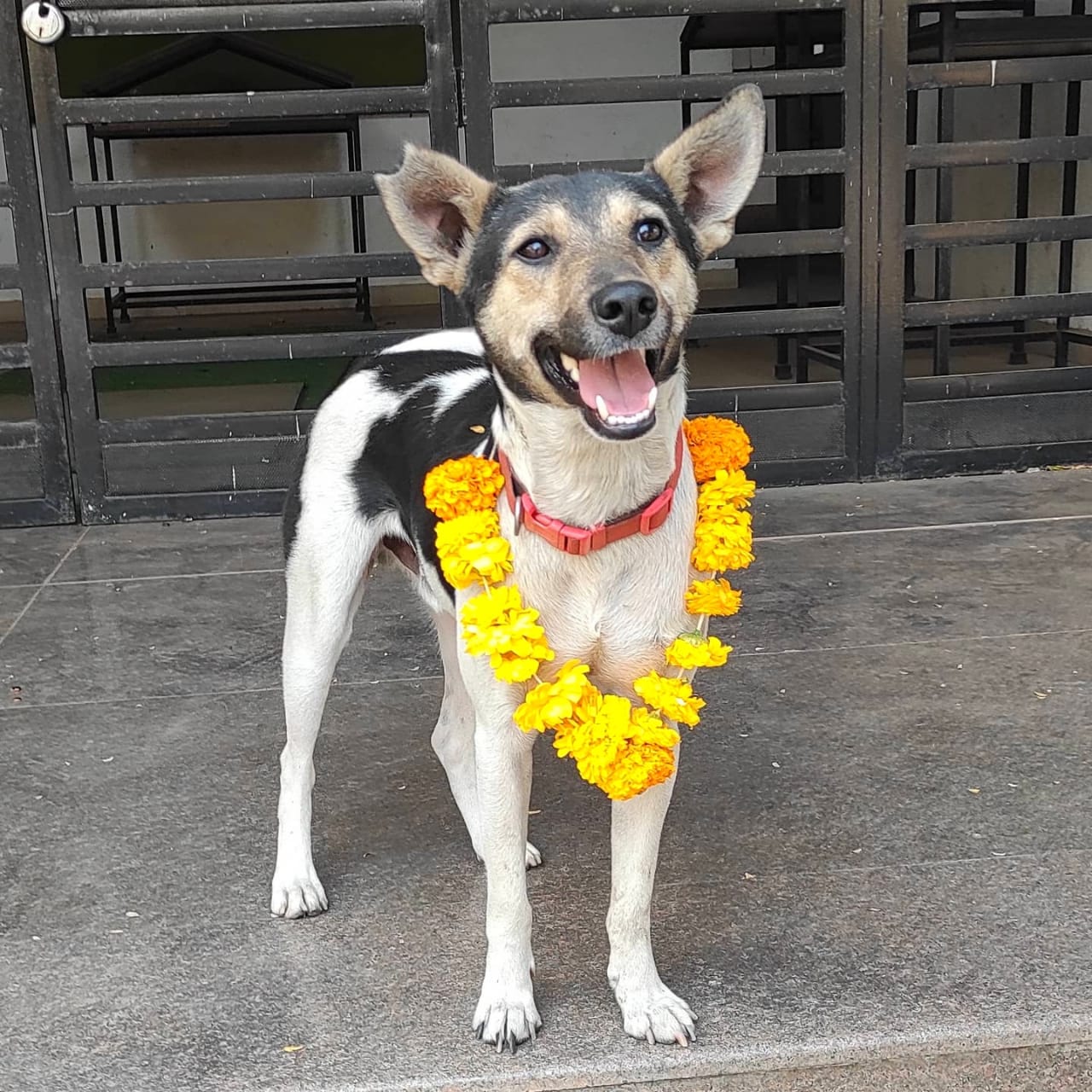 University students celebrated stray dog  University students celebrated stray dog in Maharashtra  University students celebrated stray dog in Pune  Dog Birthday celebration news  ವಿಶ್ವ ವಿದ್ಯಾಲಯದ ವಿದ್ಯಾರ್ಥಿಗಳಿಂದ ಬೀದಿ ಶ್ವಾನದ ಜನ್ಮದಿನ ಆಚರಣೆ  ಮಹಾರಾಷ್ಟ್ರದಲ್ಲಿ ಬೀದಿ ಶ್ವಾನದ ಜನ್ಮದಿನ ಆಚರಣೆ  ಬೀದಿ ನಾಯಿ ಜನ್ಮದಿನ ಆಚರಣೆ ಸುದ್ದಿ