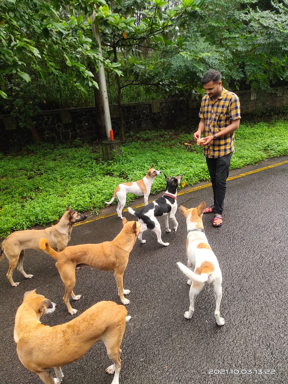 University students celebrated stray dog  University students celebrated stray dog in Maharashtra  University students celebrated stray dog in Pune  Dog Birthday celebration news  ವಿಶ್ವ ವಿದ್ಯಾಲಯದ ವಿದ್ಯಾರ್ಥಿಗಳಿಂದ ಬೀದಿ ಶ್ವಾನದ ಜನ್ಮದಿನ ಆಚರಣೆ  ಮಹಾರಾಷ್ಟ್ರದಲ್ಲಿ ಬೀದಿ ಶ್ವಾನದ ಜನ್ಮದಿನ ಆಚರಣೆ  ಬೀದಿ ನಾಯಿ ಜನ್ಮದಿನ ಆಚರಣೆ ಸುದ್ದಿ