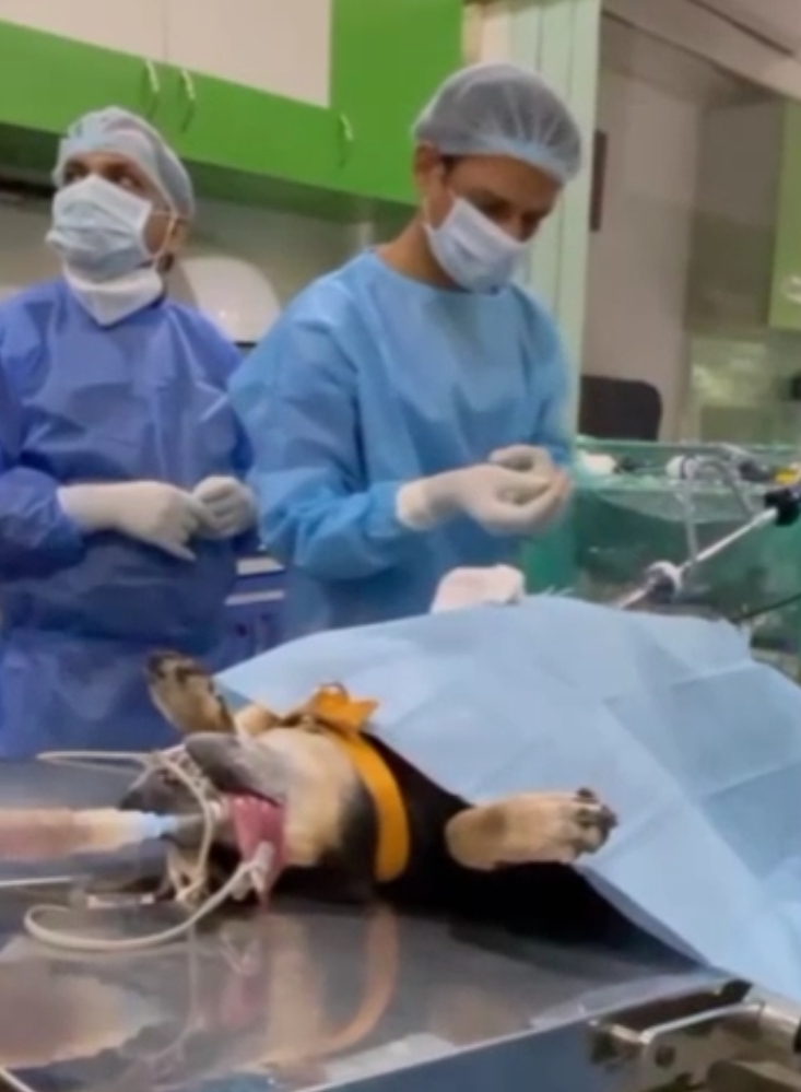 bariatric surgery on dog