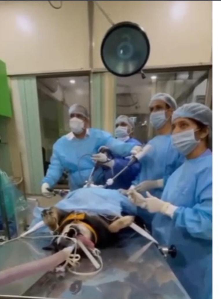 bariatric surgery on dog