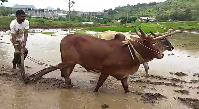 Rice farmers are worried due to lack of rain in Maval area