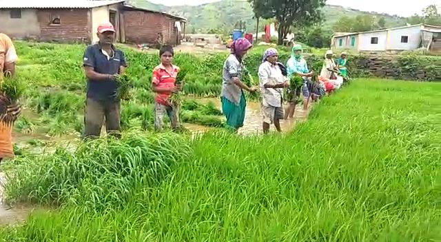 Rice farmers are worried due to lack of rain in Maval area