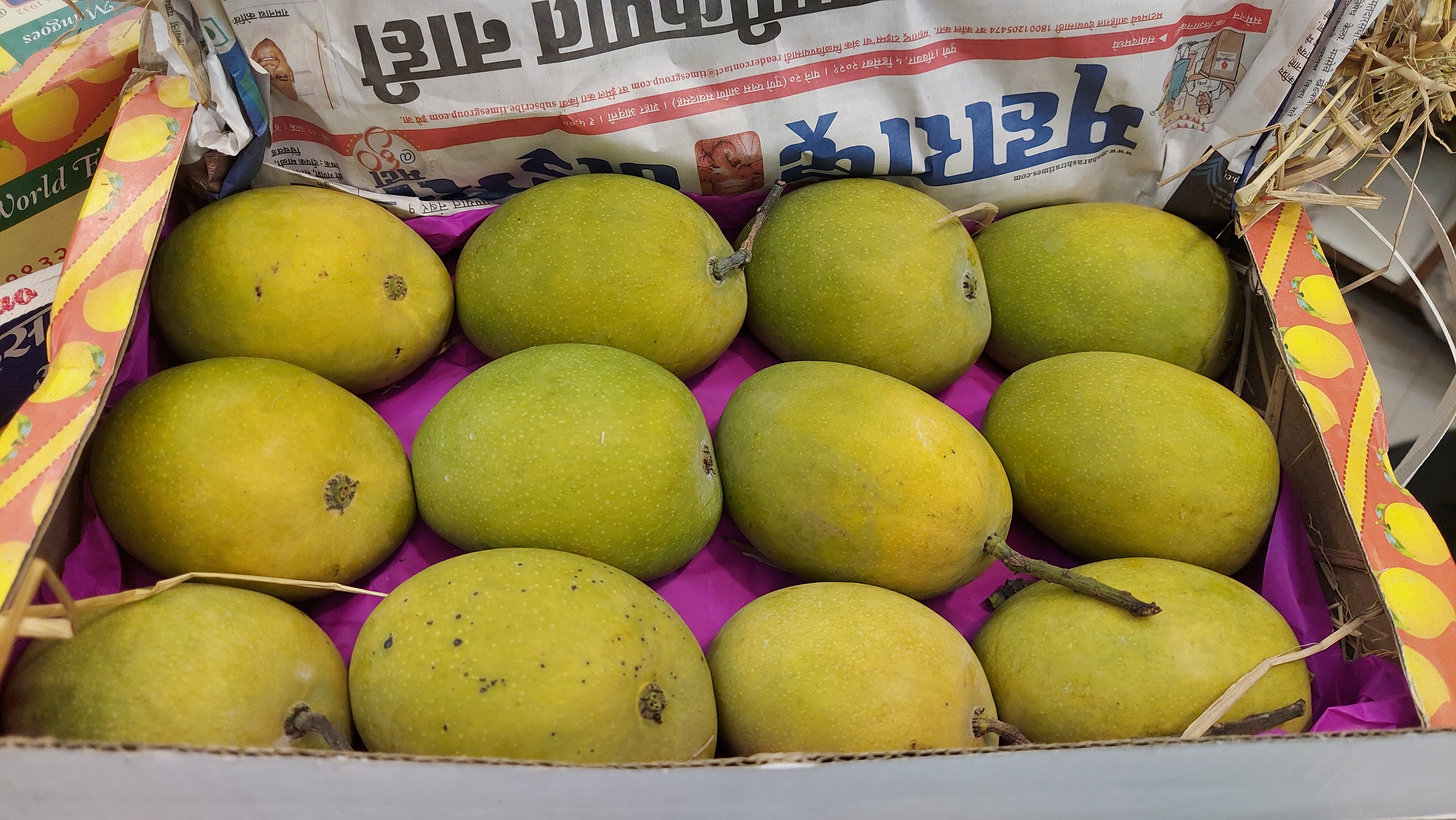 hapus mango arrived in pune