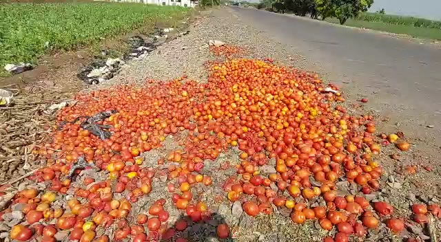 शेतातच टमाट्यांचा लाल चिखल झाल्याचे चित्र जुन्नरमध्ये दिसत आहे