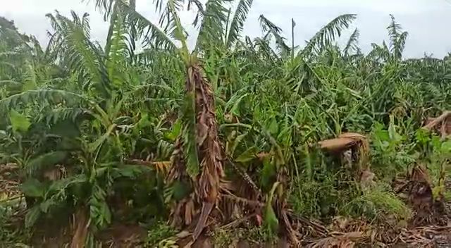 Major damage to orchards due to nisarg cyclone in pune