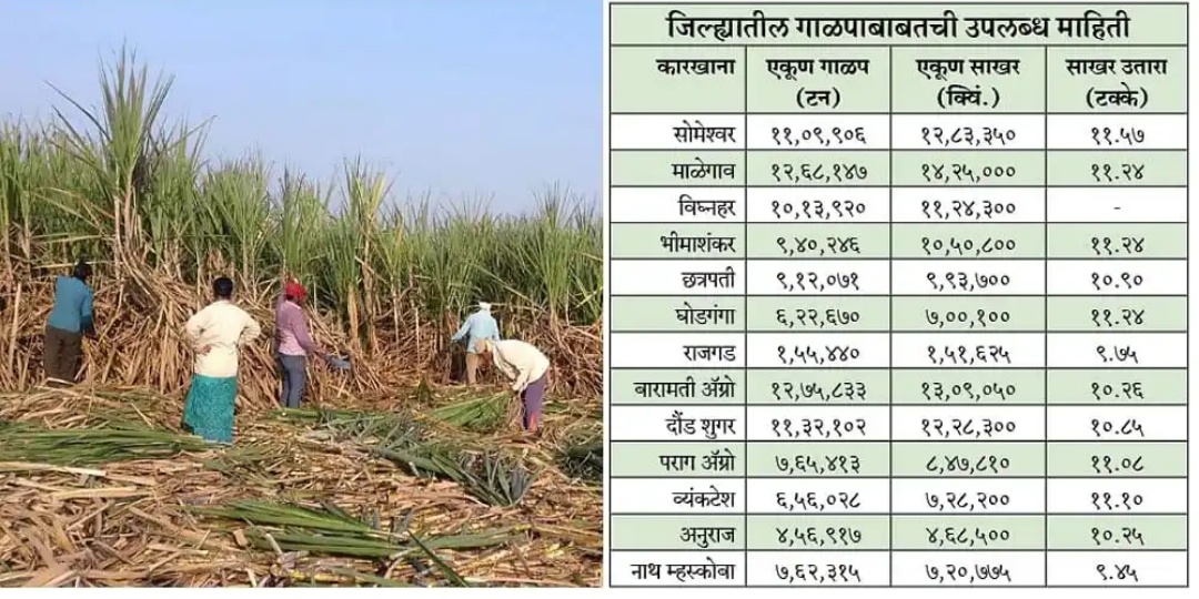 sugarcane crushed