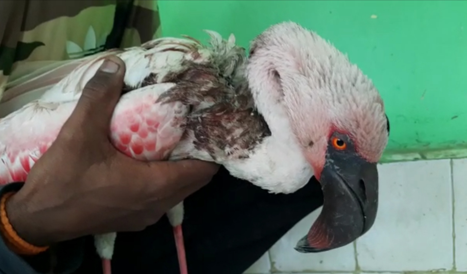 Flamingo who was found injured in Uran  was rescued