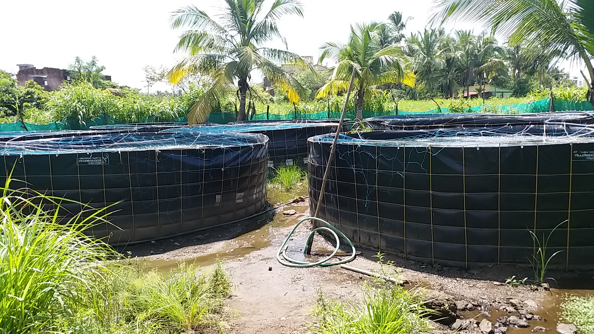 Highly educated youth quit their jobs and started fish farming in raigad