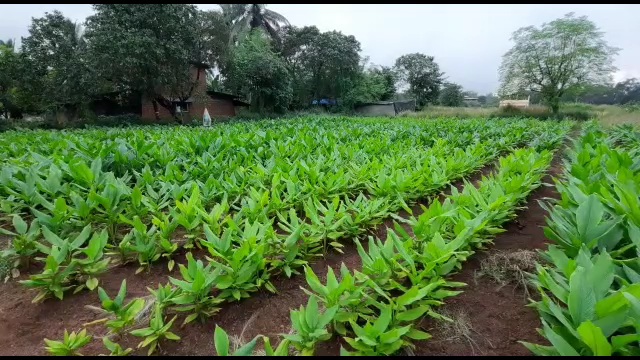 turmeric farming in ratnagiri