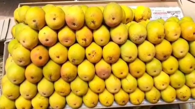 mango processing industry