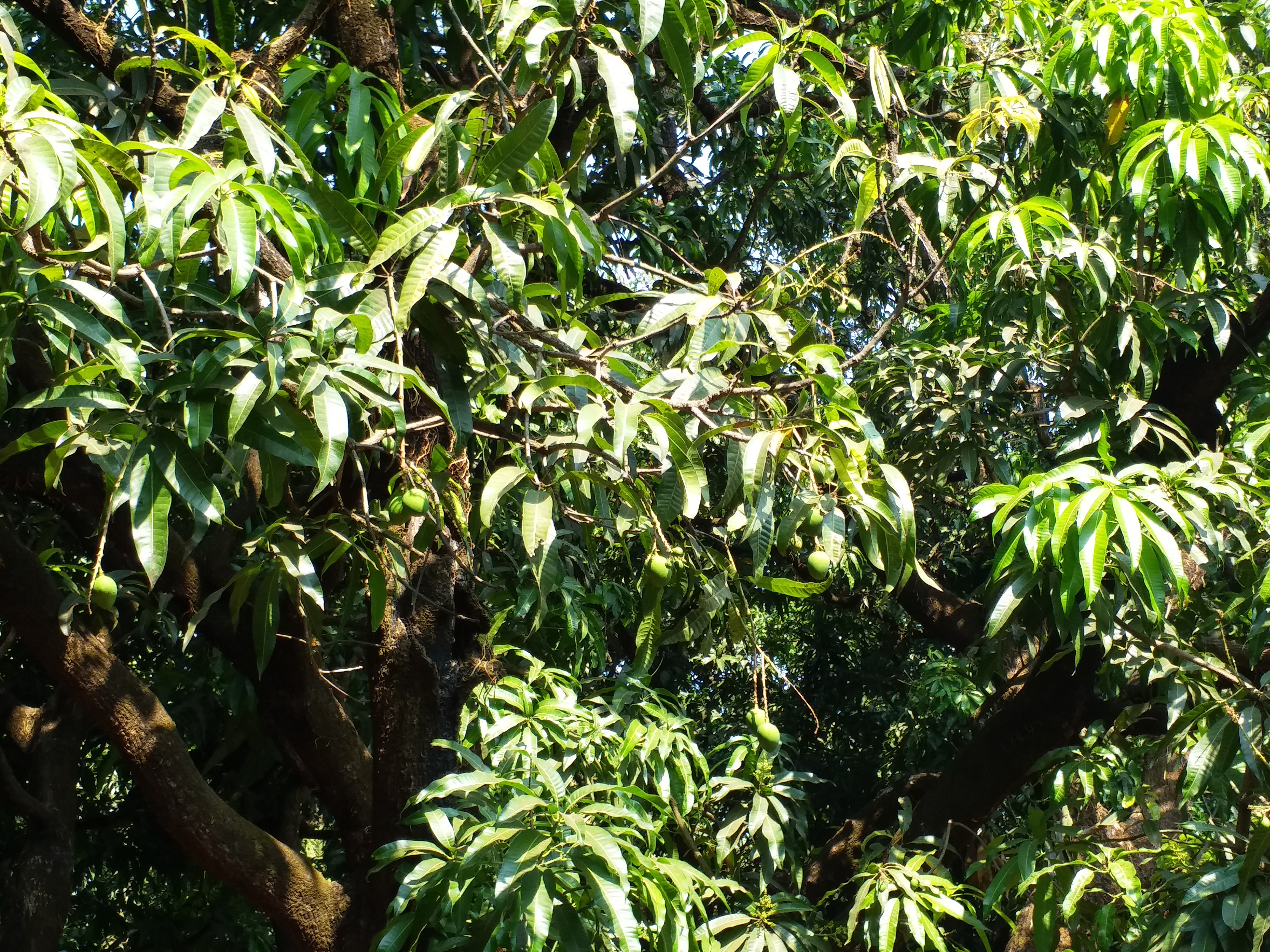 Mango crop in danger due to untimely rains