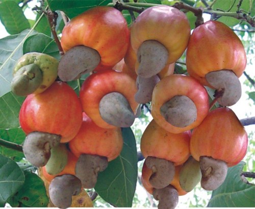 cashew nut processing plants in sindhudurg