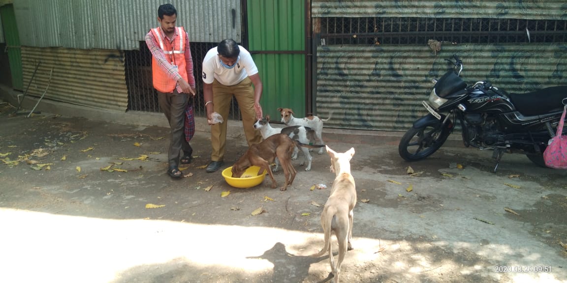 भटकी कुत्री पिसाळू नयेत म्हणून महापालिका पुरवतेय अन्न