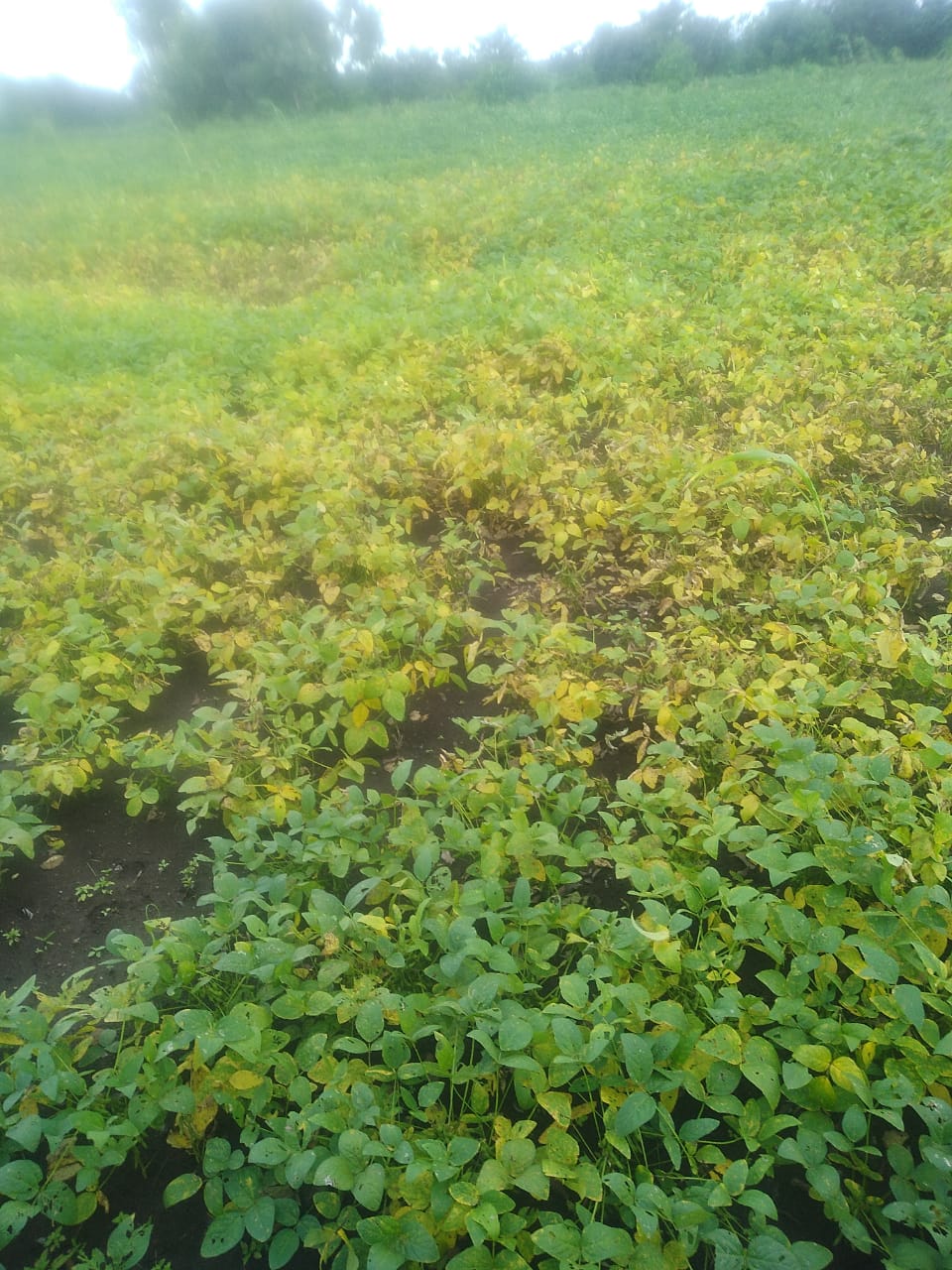 soybean crop in sangli