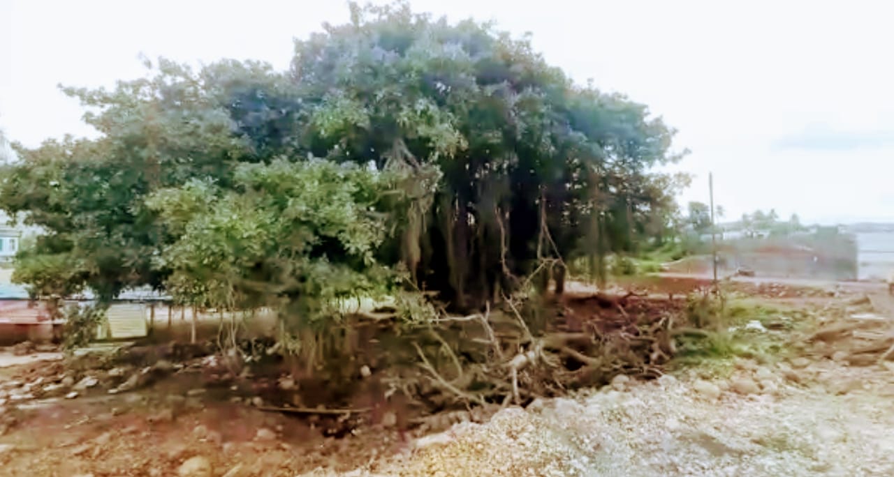 giving-life-to-tree-environmentalists-success-villagers-movement-at-bhose-sangli