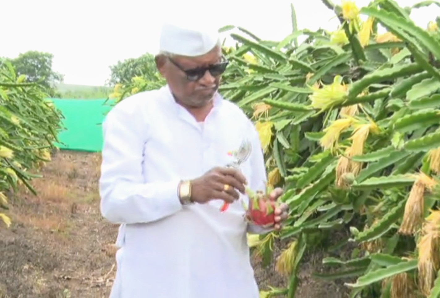 dragon-fruit-farming-in-sangli