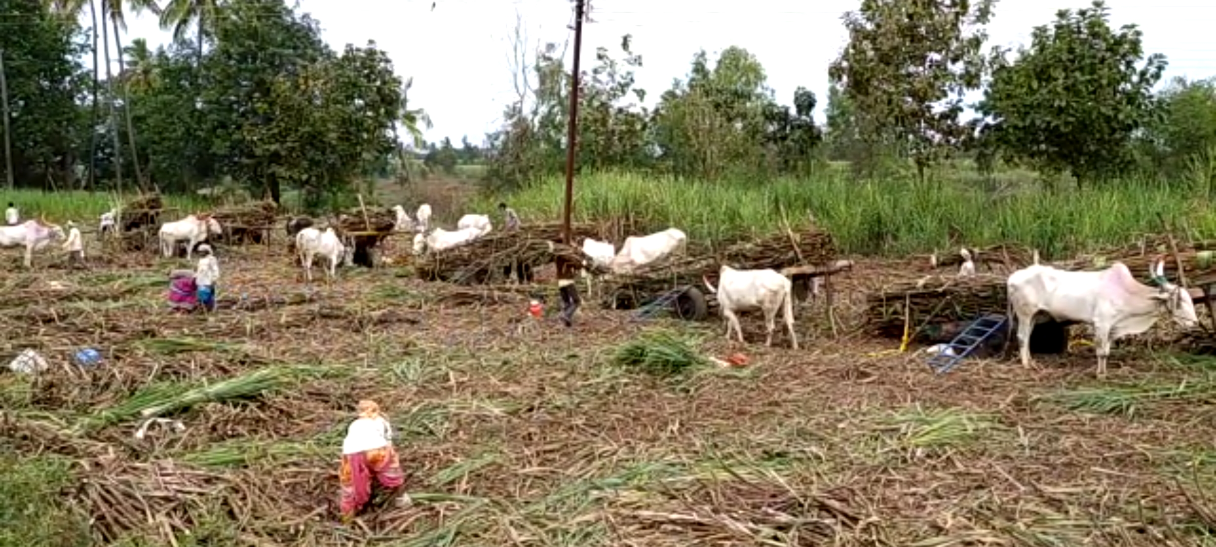 38 Lakh Tonnes of Sugarcane strain in Sangli District; 41 Lakh Quintal Sugar Production