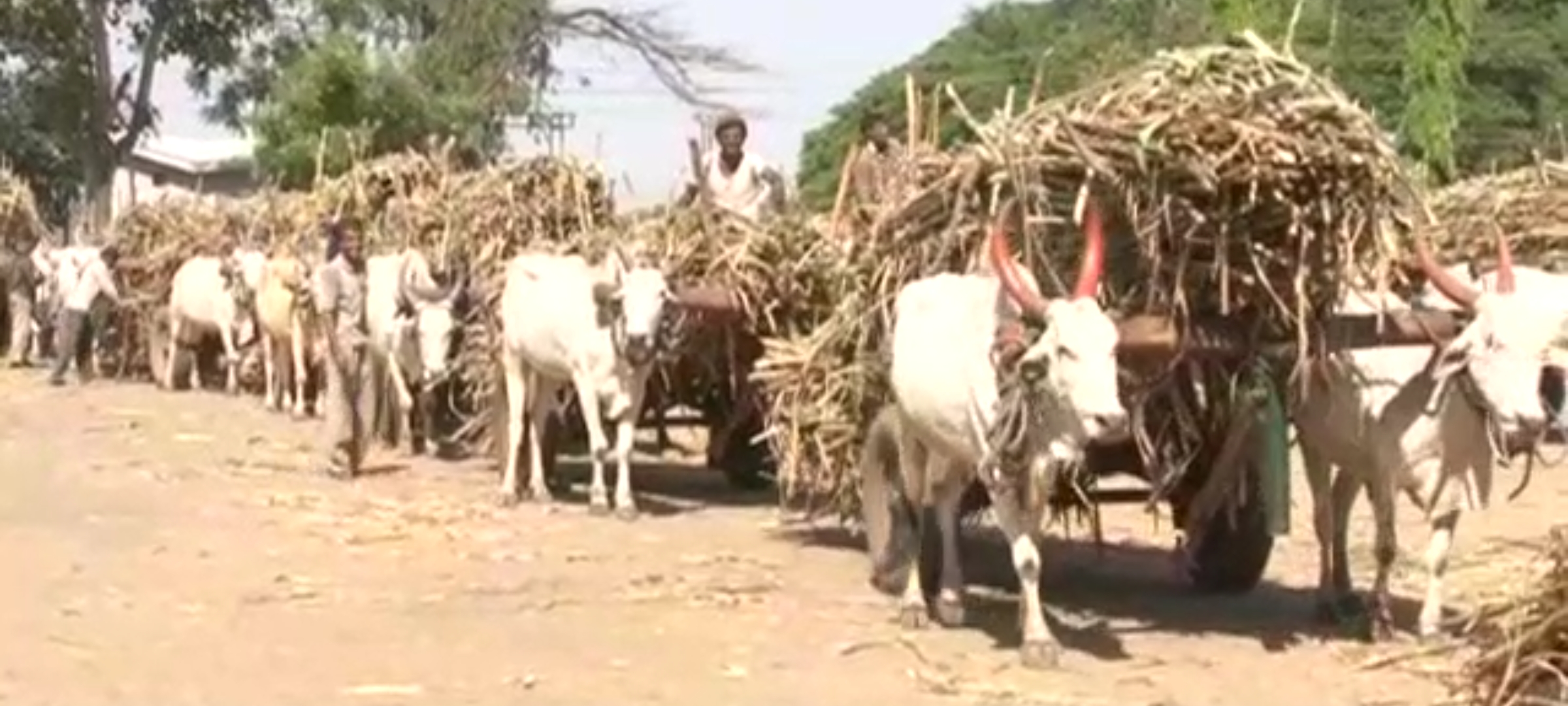 38 Lakh Tonnes of Sugarcane strain in Sangli District; 41 Lakh Quintal Sugar Production