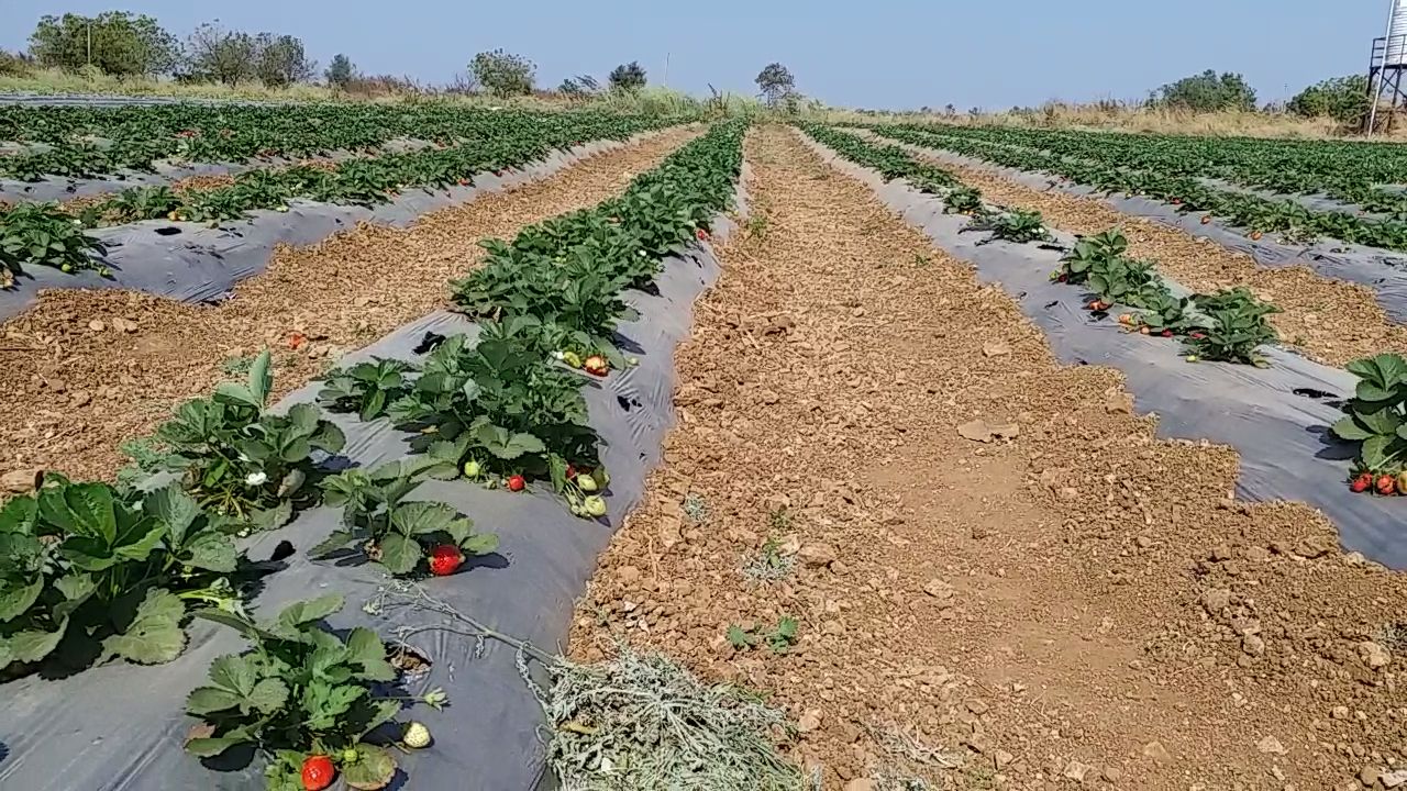 सोलापूर माळरानावर स्ट्रॉबेरीचा प्रयोग न्यूज