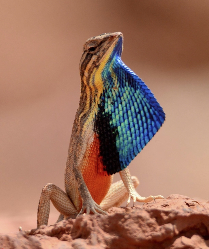 Colorful Fan Throated Lizard