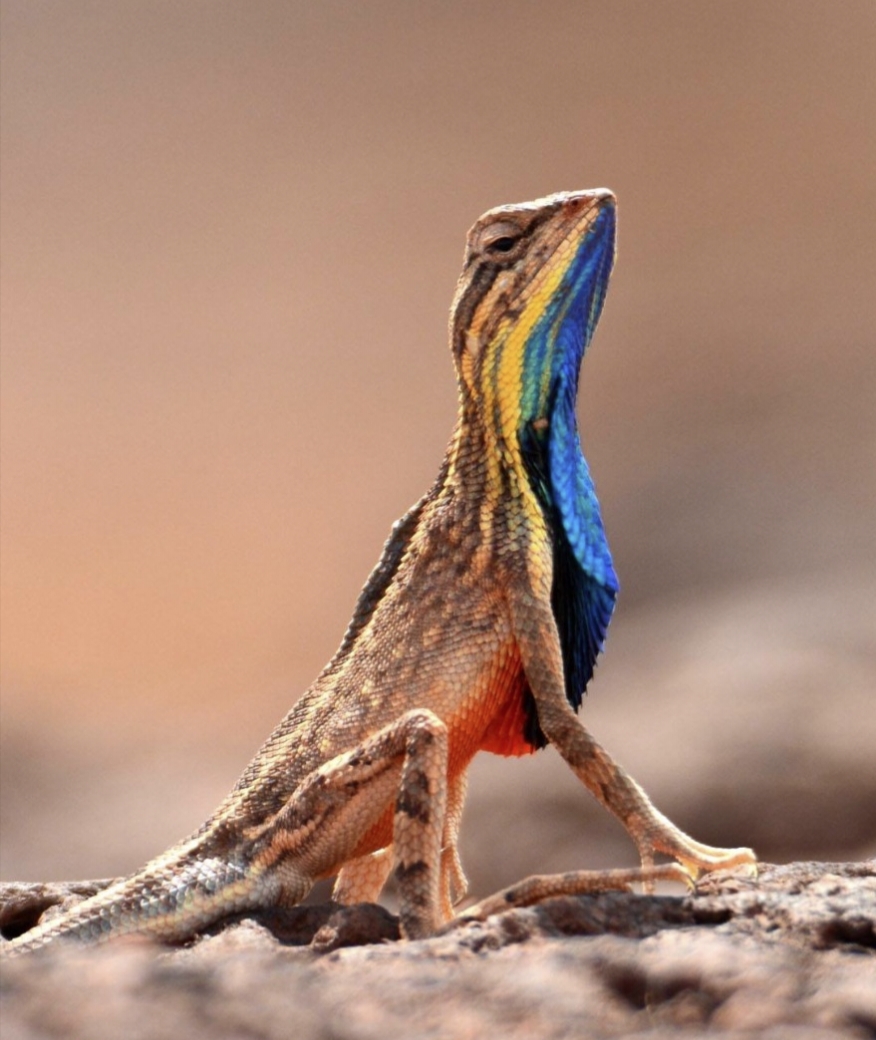 Colorful Fan Throated Lizard