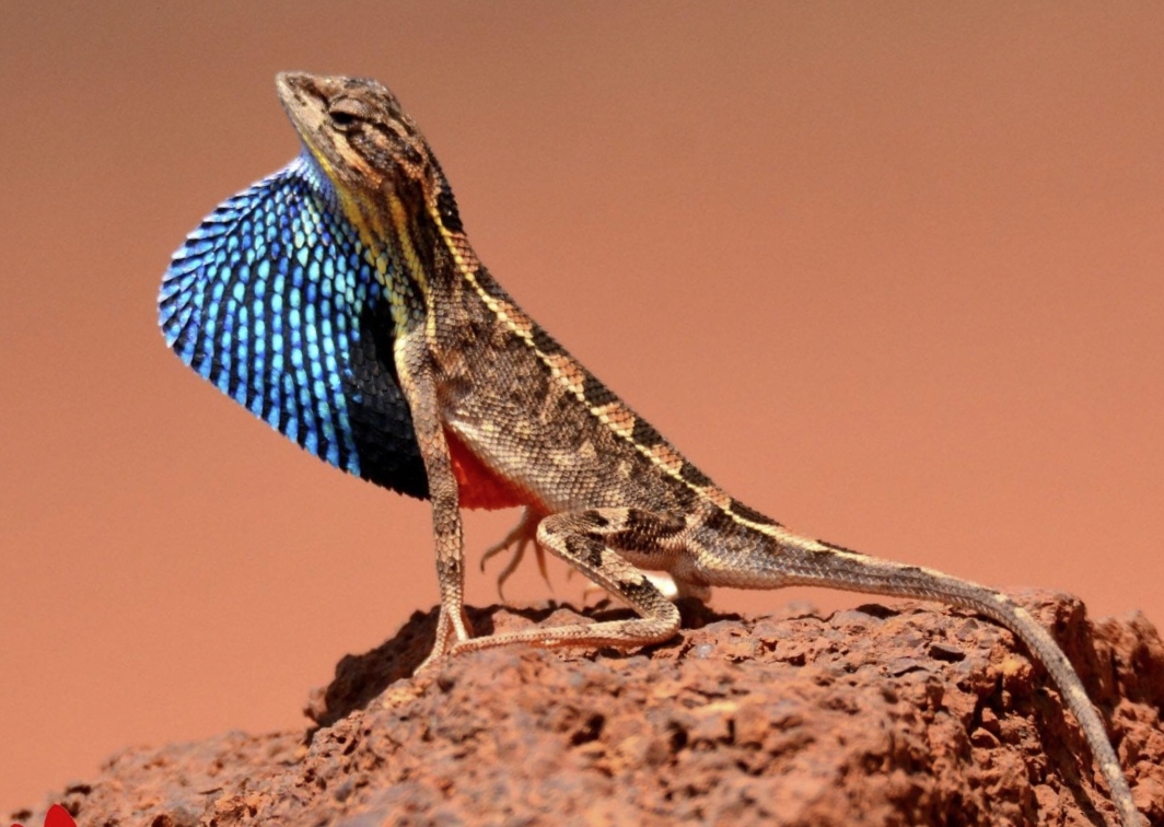 Colorful Fan Throated Lizard