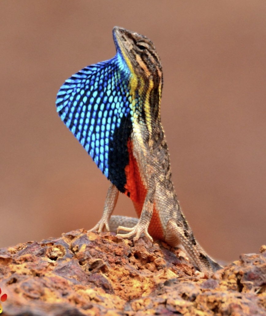 Colorful Fan Throated Lizard