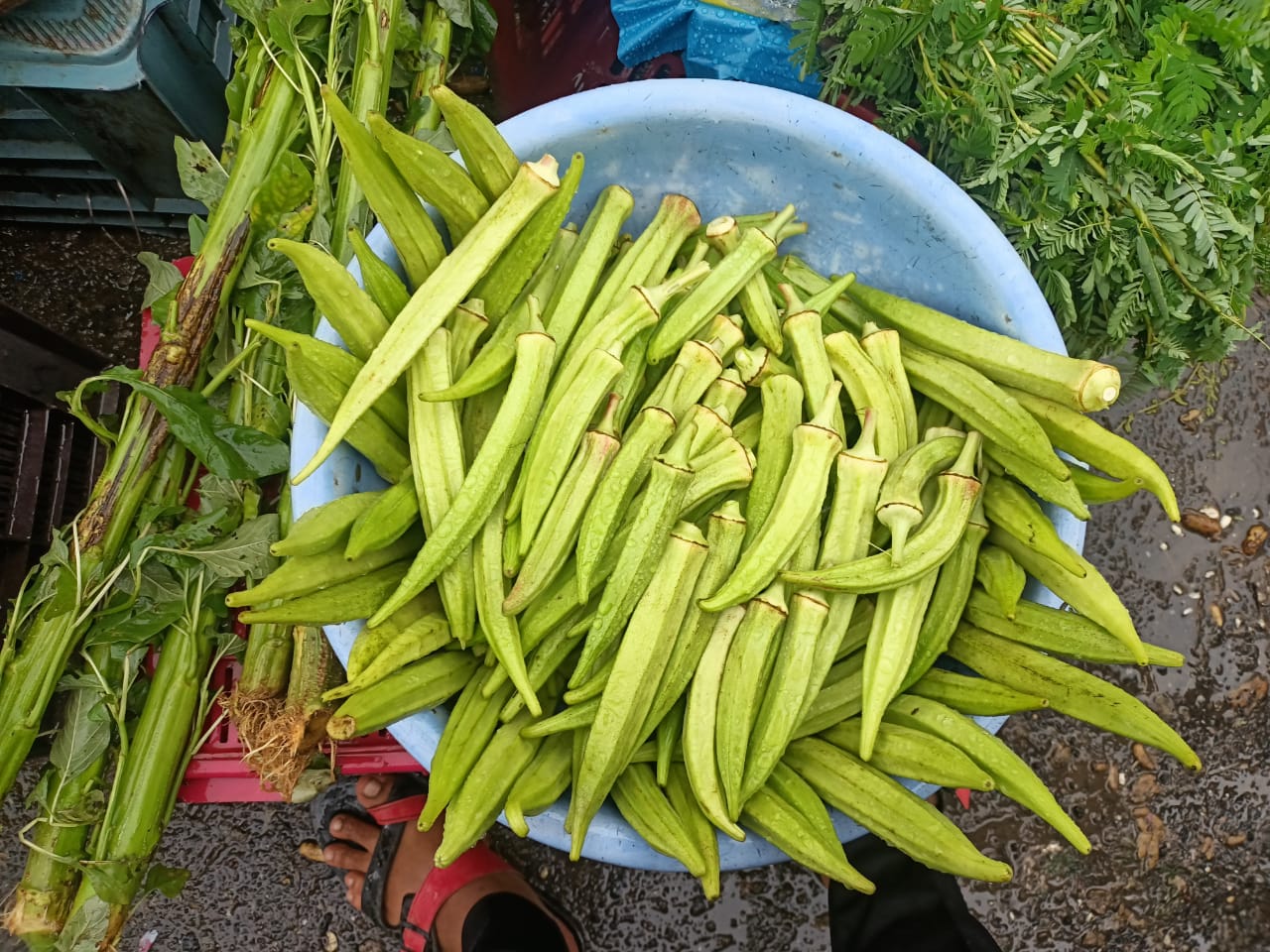 पेट्रोलच्या वाढत्या दराला 'या' भेंडीने टाकले मागे;